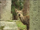 Nara deer